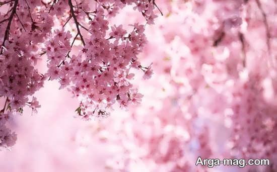  عکس پروفایل بهاری برای تلگرام و واتساپ