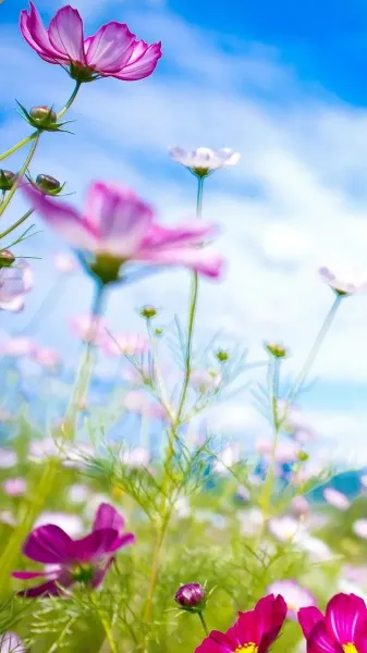  دانلود عکس گل های بهار با کیفیت بالا