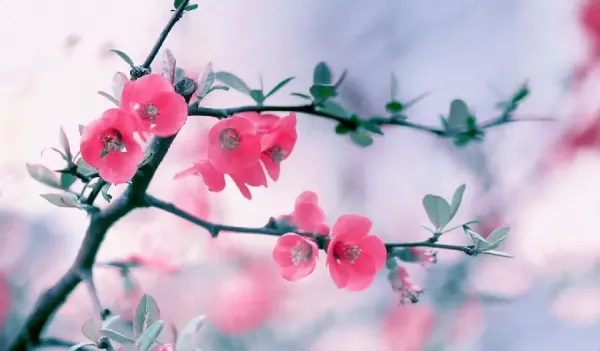  دانلود عکس گل های بهار با کیفیت بالا