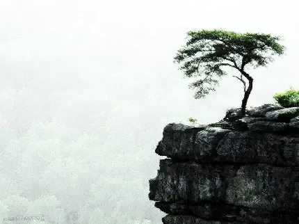  دانلود عکس تک درخت با کیفیت بالا