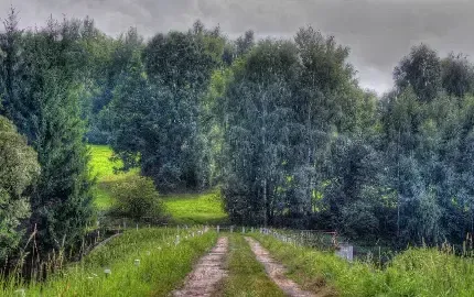 دانلود عکس جاده جنگلی زیبا
