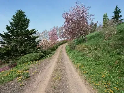  دانلود عکس جاده جنگلی زیبا