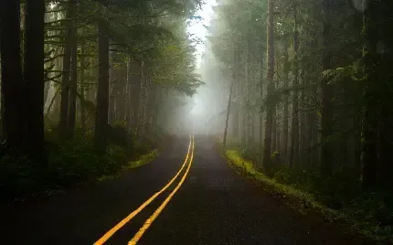  عکس پس زمینه جاده جنگلی مه آلود