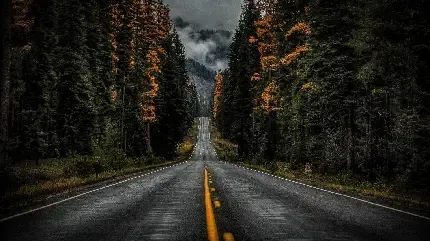  عکس پس زمینه جاده جنگلی مه آلود