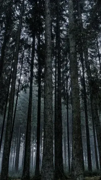  عکس پس زمینه جاده جنگلی مه آلود