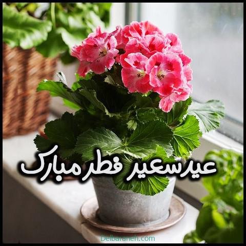  دانلود عکس پروفایل عید فطر با کیفیت بالا