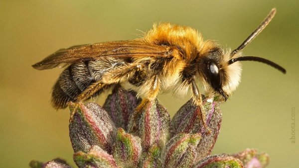  عکس های زنبور عسل واقعی