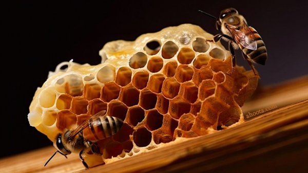  عکس های زنبور عسل واقعی