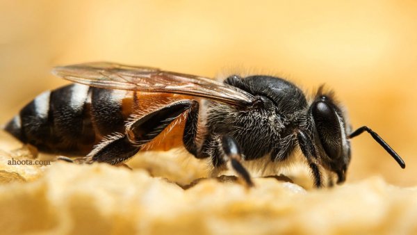  عکس های زنبور عسل واقعی