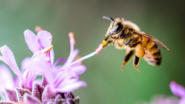  عکس های زنبور عسل واقعی