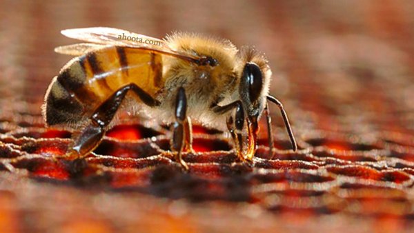  عکس های زنبور عسل واقعی