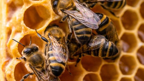  عکس های زنبور عسل واقعی