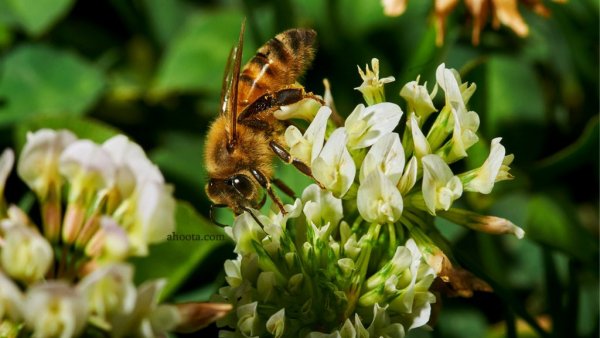  عکس های زنبور عسل واقعی