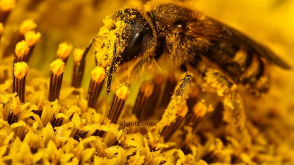  عکس های زنبور عسل واقعی