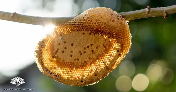 عکس کندوی عسل طبیعی