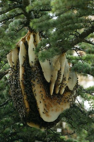  عکس کندوی عسل طبیعی