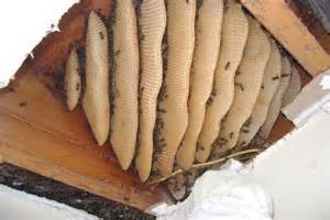  عکس کندوی عسل طبیعی