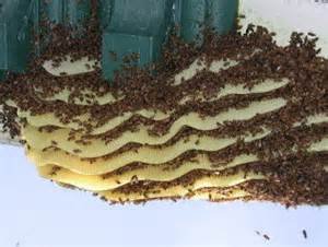  عکس کندوی عسل طبیعی