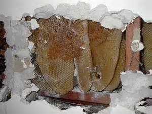  عکس کندوی عسل طبیعی