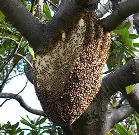  عکس کندوی عسل طبیعی