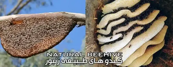  عکس کندوی عسل طبیعی
