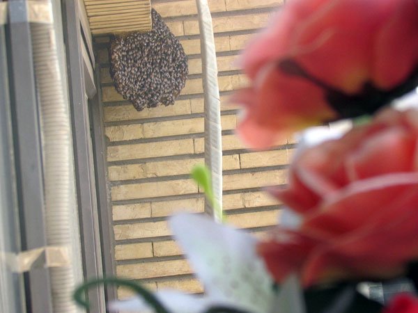  عکس کندوی عسل طبیعی