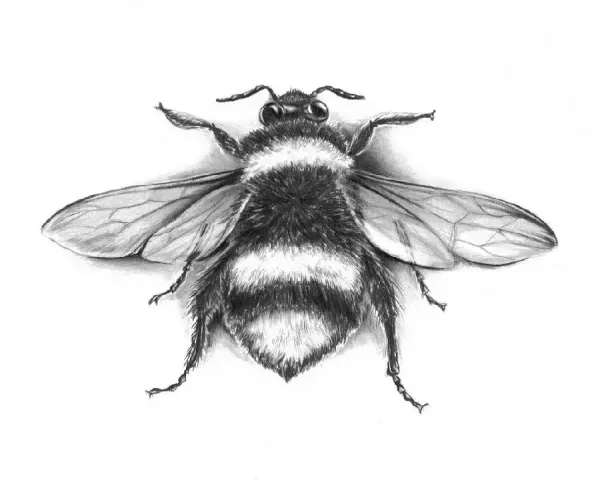  عکس زنبوری عسل کارتونی