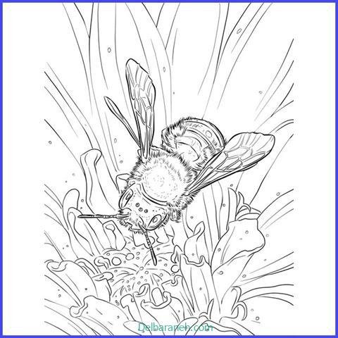  عکس کندو عسل نقاشی