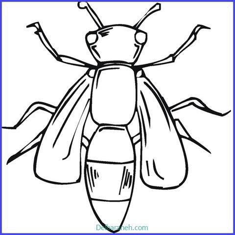  عکس کندو عسل نقاشی