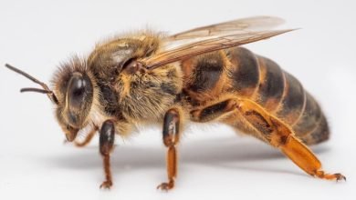 عکس زنبور عسل ملکه
