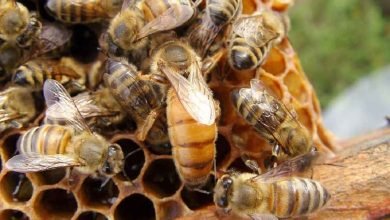  عکس زنبور عسل ملکه