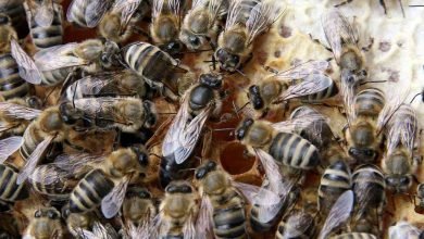  عکس زنبور عسل ملکه