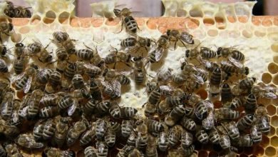  عکس زنبور عسل ملکه