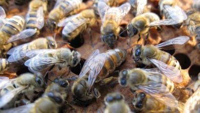  عکس زنبور عسل ملکه