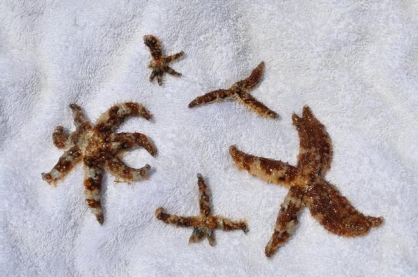  عکس ستاره دریایی واقعی