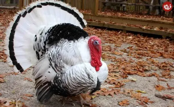  عکس های بوقلمون واقعی