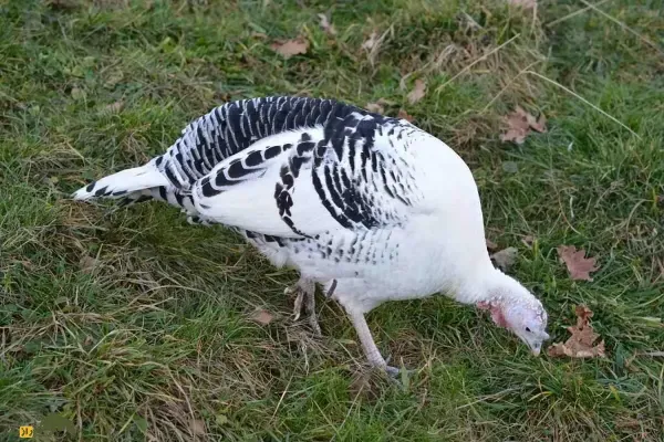  عکس های بوقلمون واقعی