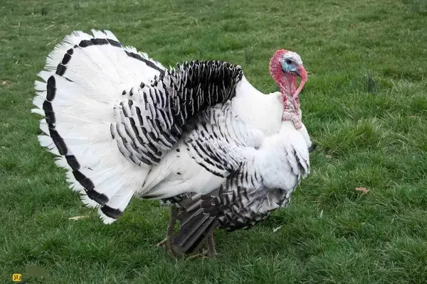  عکس های بوقلمون واقعی