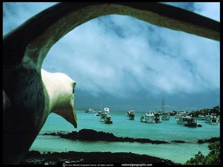 عکس مرغ دریایی با کیفیت بالا