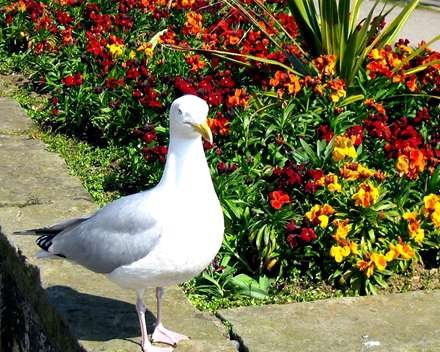  عکس مرغ دریایی با کیفیت بالا