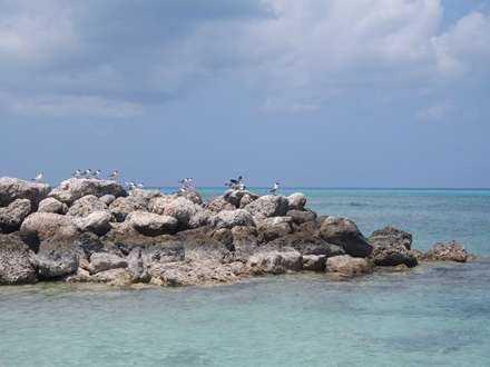  عکس مرغ دریایی با کیفیت بالا