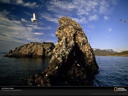  عکس مرغ دریایی با کیفیت بالا