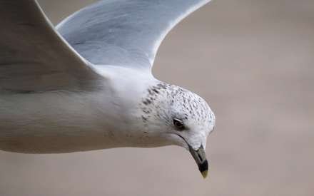  عکس مرغ دریایی با کیفیت بالا