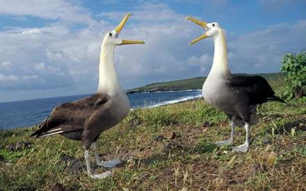  عکس مرغ دریایی با کیفیت بالا