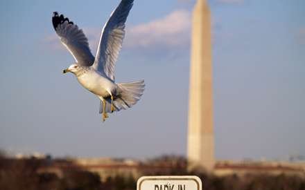  عکس مرغ دریایی با کیفیت بالا