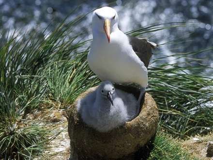  عکس مرغ دریایی با کیفیت بالا