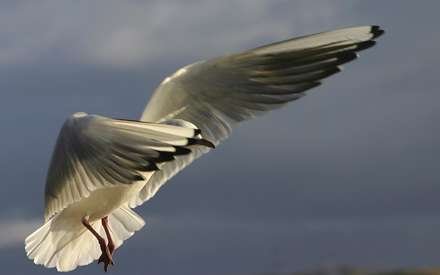  عکس مرغ دریایی با کیفیت بالا