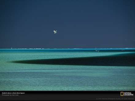  عکس مرغ دریایی با کیفیت بالا