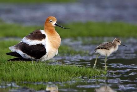  عکس مرغ دریایی با کیفیت بالا