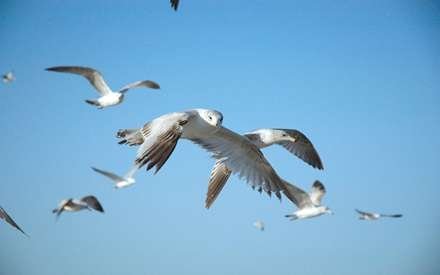  عکس مرغ دریایی در حال پرواز